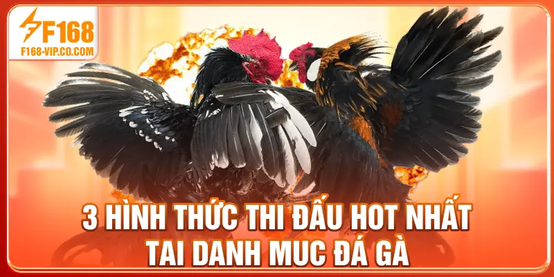 3 hình thức thi đấu hot nhất tại danh mục đá gà